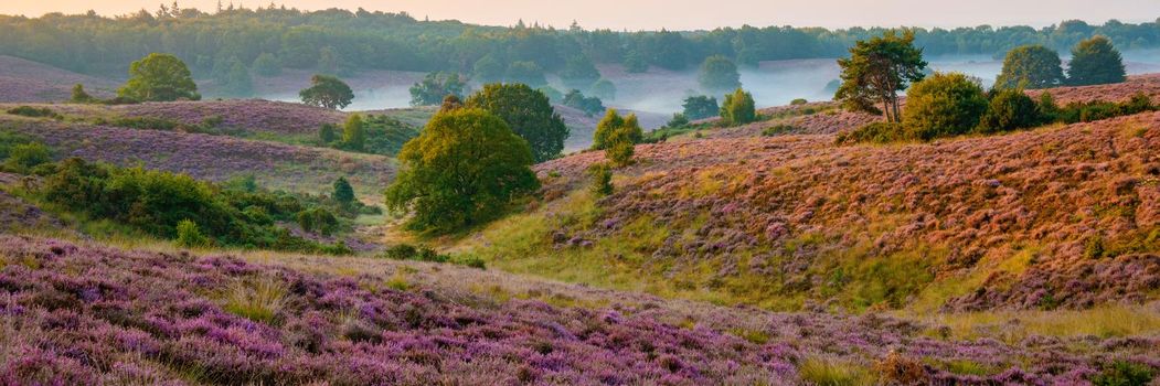 Posbank National park Veluwe, purple pink heather in bloom, blooming heater on the Veluwe by the Hills of the Posbank Rheden, Netherlands.