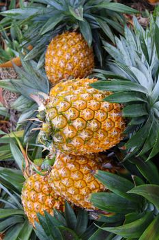 tasty and healthy ripe pineapple stock on farm for harvest