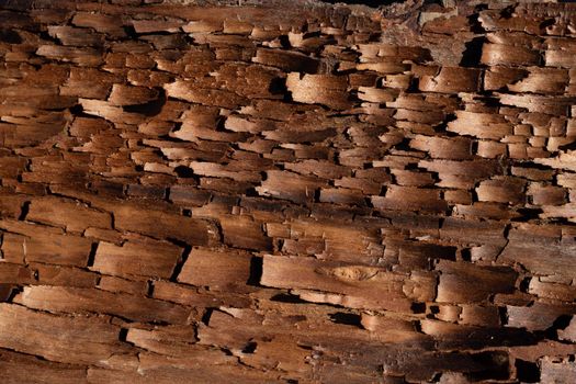 The bark pattern is a seamless wood texture. For background woodwork, brown hardwood bark.
