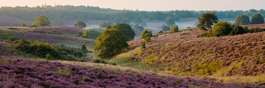 Posbank National park Veluwe, purple pink heather in bloom, blooming heater on the Veluwe by the Hills of the Posbank Rheden, Netherlands.