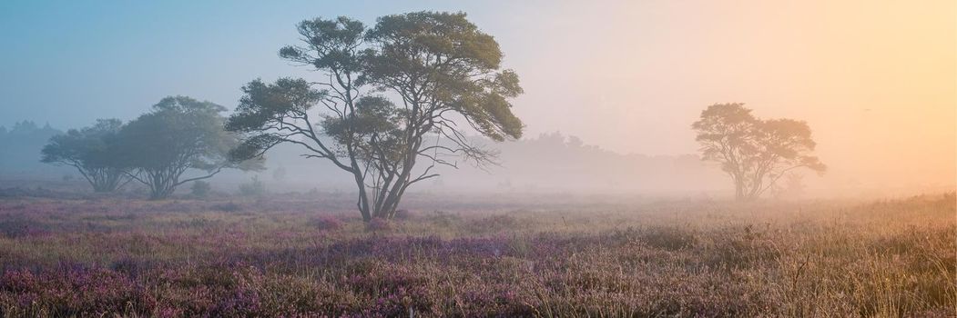 Zuiderheide National park Veluwe, purple pink heather in bloom, blooming heater on the Veluwe by Laren Hilversum Netherlands, blooming heather fields