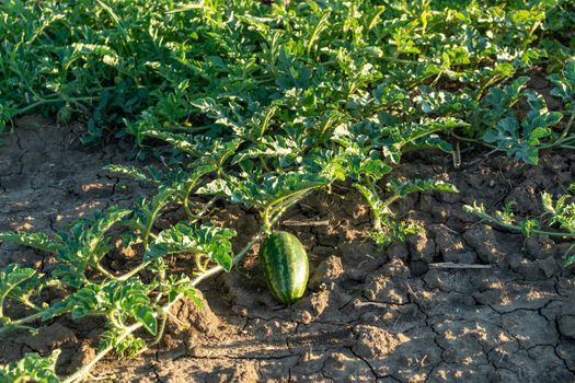 Watermelon grows on a green watermelon plantation in summer. Agricultural watermelon field