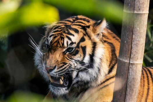 Majestic, rare, single Sumatran tiger caught mid-yawn. Bright orange and black stripes and long whiskers frame its face behind a bamboo shoot. Photo location Taronga Zoo, Sydney, Australia