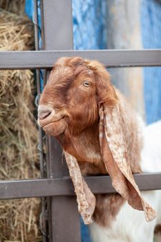 A brown goat with long ears looks over the fence and people feed it. Nubian breed of goat. funny portrait of Anglo-Nubian long-eared brown goat