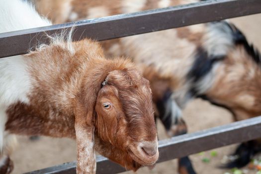 A brown goat with long ears looks over the fence and people feed it. Nubian breed of goat. funny portrait of Anglo-Nubian long-eared brown goat