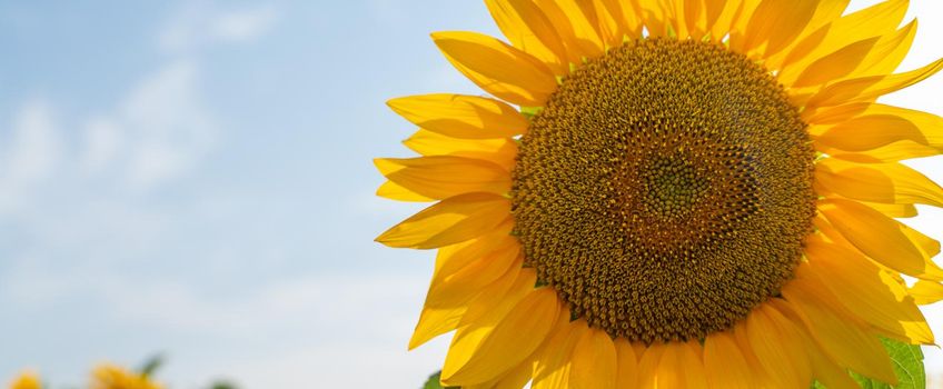 A large flower of a blooming sunflower against a blue sky. Sunflower cultivation