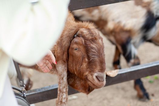 A brown goat with long ears looks over the fence and people feed it. Nubian breed of goat. funny portrait of Anglo-Nubian long-eared brown goat