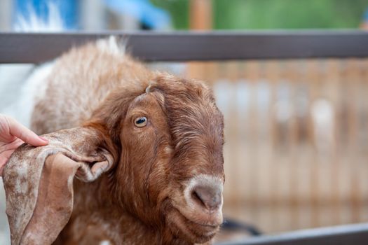 A brown goat with long ears looks over the fence and people feed it. Nubian breed of goat. funny portrait of Anglo-Nubian long-eared brown goat