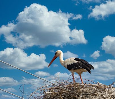 storks in the nest with cloudy sky in the background