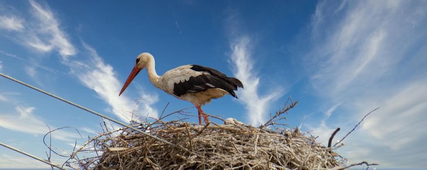 storks in the nest with cloudy sky in the background