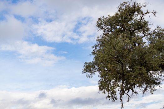 holm oak or Quercus ilex in the foreground with cloudy sky in the background and copy space