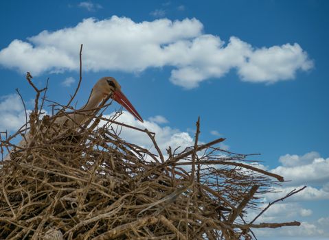 storks in the nest with cloudy sky in the background