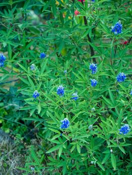 Vitex agnus-castus L. known as agno casto