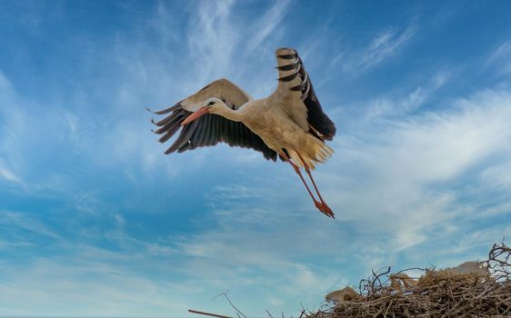 storks in the nest with cloudy sky in the background