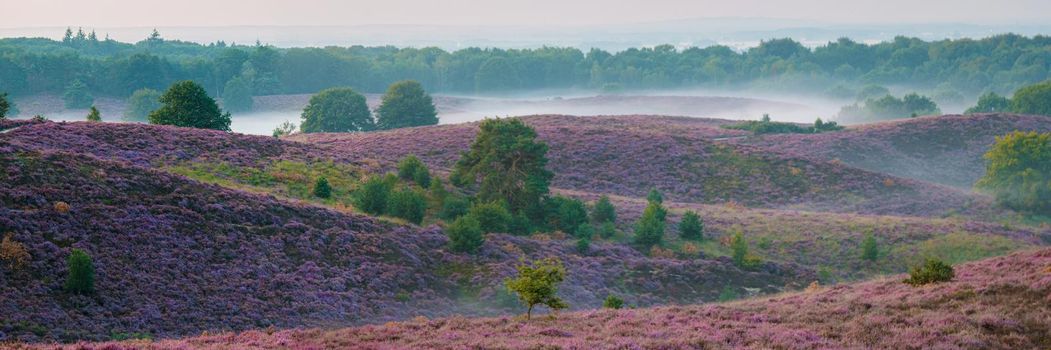 Posbank National park Veluwe, purple pink heather in bloom, blooming heater on the Veluwe by the Hills of the Posbank Rheden, Netherlands.