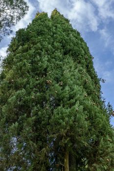 cypress with its fruits and cloudy sky in the background