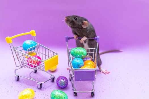 Happy Easter background. Easter eggs are colorful in a shopping basket on purple paper. Dumbo rat stands on its hind legs and leans on a basket. Holiday concept. Copy space for text