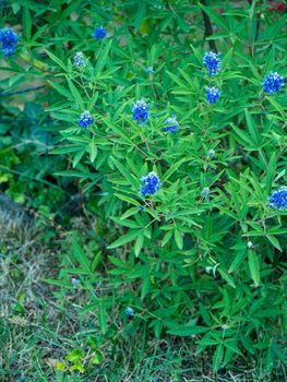 Vitex agnus-castus L. known as agno casto