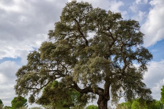 holm oak or Quercus ilex in the foreground with cloudy sky in the background and copy space