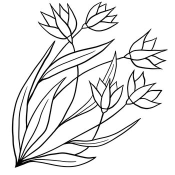 Hand drawn floral flower leaves illustration, black white elegant wedding ornament, Line art minimalism tatoo style design summer spring nature branch foliage blossom