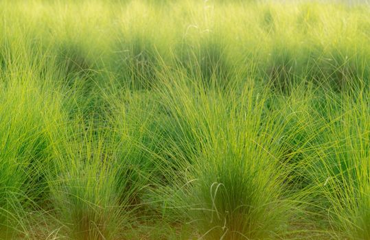 Green vetiver grass field. Vetiver System is used for soil and water conservation, mitigation and rehabilitation, and sediment control. Organic glue for soil sustainable development. Ornamental grass.