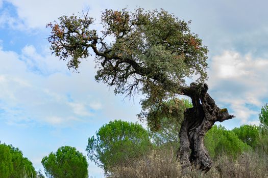 holm oak or Quercus ilex in the foreground with cloudy sky in the background and copy space