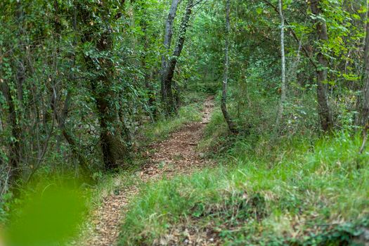 wild path in a green summer forest, selective focus