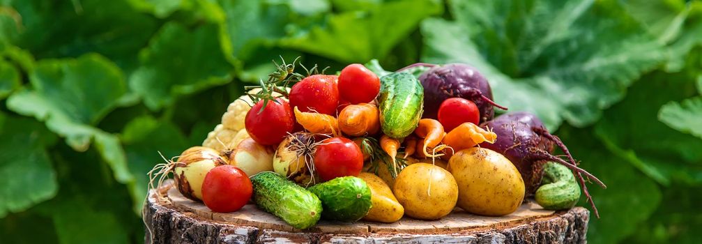 Harvest vegetables in the garden. Selective focus. Food.