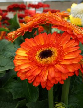 An orange gerbera flower with a black heart. The gerbera belongs to the daisy family