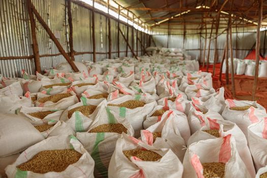 Many open bags of coffee beans in a farm warehouse ready for export, Rwanda