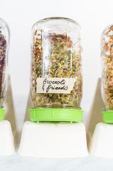 Day 5. Growing organic sprouts in a mason jar with sprouting lid on the kitchen counter.