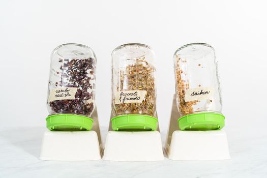 Day 4. Growing organic sprouts in a mason jar with sprouting lid on the kitchen counter.