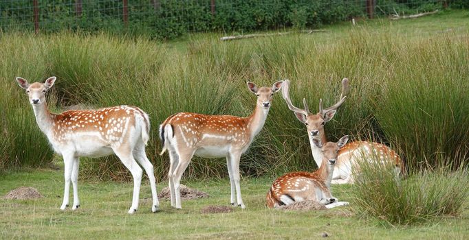 A herd of European fallow deer. A buck and three does. The buck is lying down, so is one doe. They all look in the same direction