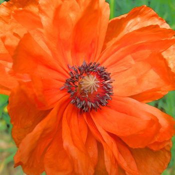 Close-up of an orange corn poppy flower. Vivid background