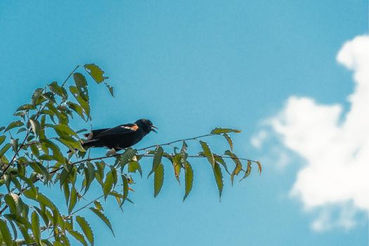 A small songbird sits on a green branch and calls the female
