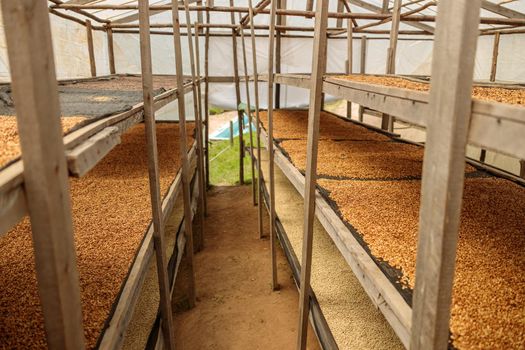 Freshly dried coffee beans ready for processing at farm in Rwanda region