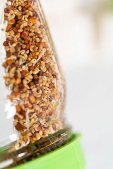 Day 3. Growing organic sprouts in a mason jar with sprouting lid on the kitchen counter.