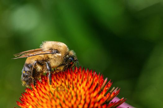 A hairy bumblebee, covered in pollen, flies around the flowers in search of nectar.