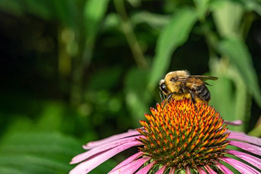 A hairy bumblebee, covered in pollen, flies around the flowers in search of nectar.