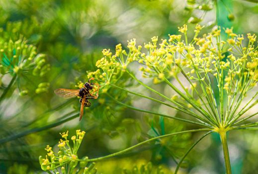 A heavy wasp, with difficulty holding on to the staggering dill flowers, drinks nectar from them.