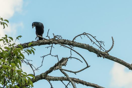 A small black bird on a dry tree branch is closely watching the ants scurrying along the branch.