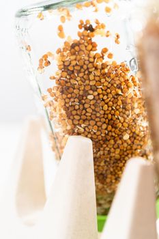 Day 4. Growing organic sprouts in a mason jar with sprouting lid on the kitchen counter.