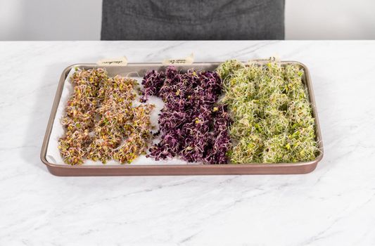 Day 6. Drying freshly harvested organic sprouts on a baking sheet lined with a paper towel.