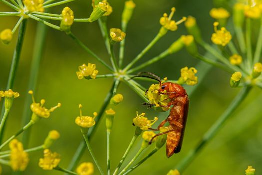 A small brown beetle found food for itself in a dill flower and grabbed it with its paws.