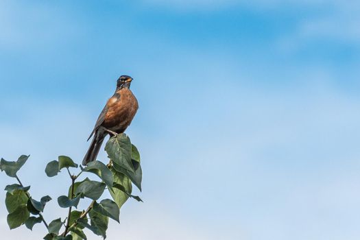 The American Robin sits on a thin branch at the top of a tree and looks around.