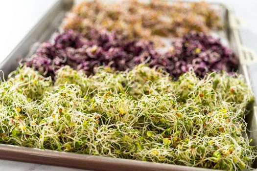 Day 6. Drying freshly harvested organic sprouts on a baking sheet lined with a paper towel.