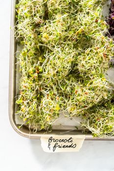 Day 6. Drying freshly harvested organic sprouts on a baking sheet lined with a paper towel.