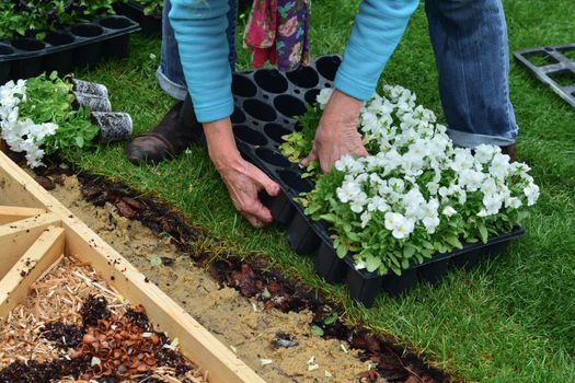 Elderly woman plants flowers in the garden