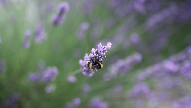 Flying bumble-bee gathering pollen from lavender blossoms. Close up Slow Motion. Beautiful Blooming Lavender Flowers swaying in wind. Provence, South France, Europe. Calm Cinematic Nature Background.