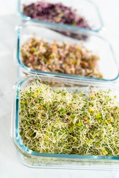 Day 6. Packaging freshly harvested organic sprouts into a glass container lined with paper towels.